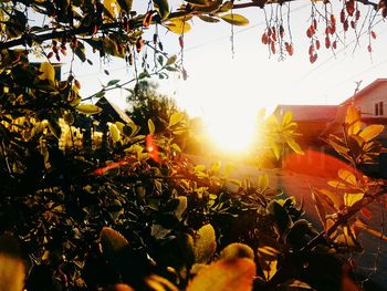 Plants and trees against sky during sunset