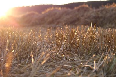 Dry grass on field during sunset