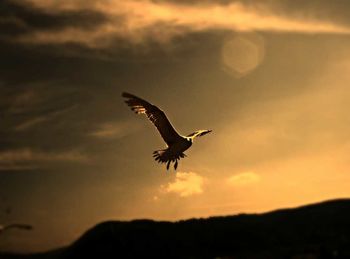 Bird flying over the sky