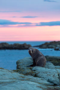 View of turtle in sea at sunset