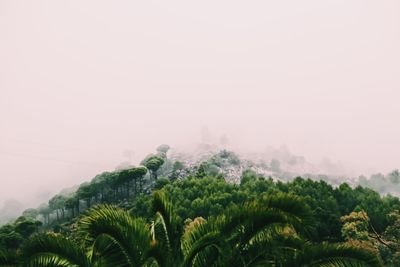 Close-up of plants against sky