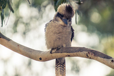 Close-up of kookaburra perching on tree branch