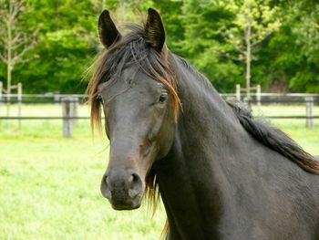 Horse in ranch