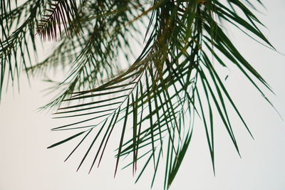 Low angle view of palm tree