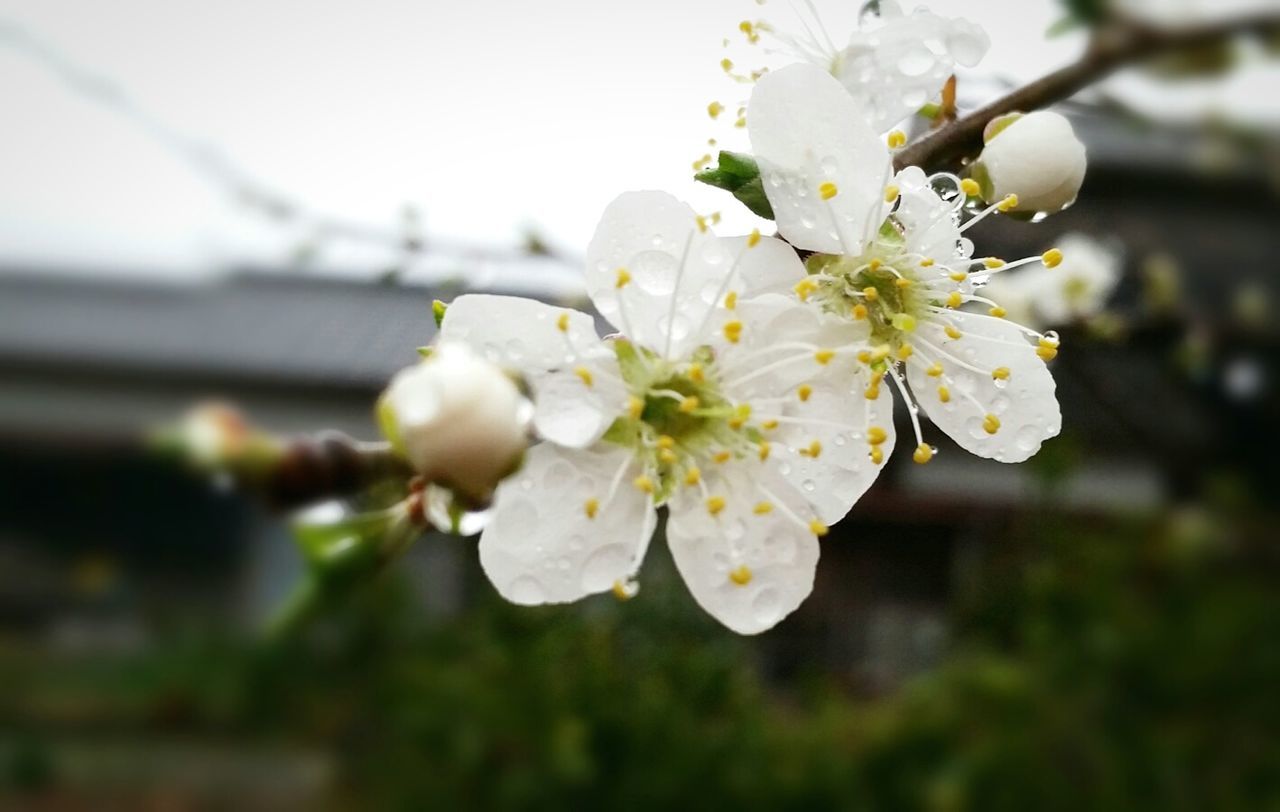 すももの花