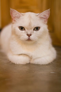 Close-up portrait of a cat