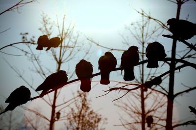 Silhouette birds perching on twigs against sky