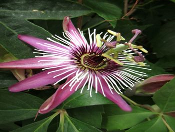 Close-up of passion flower blooming outdoors