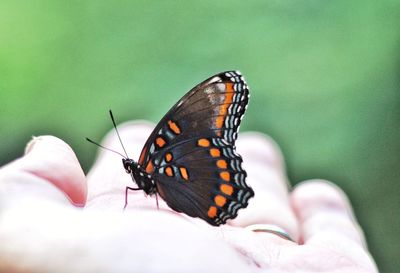 Close-up of butterfly on hand