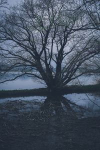 Bare tree by lake against sky