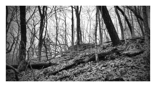 Bare trees in forest