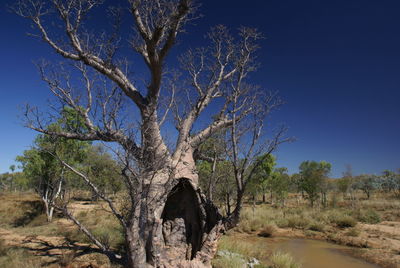 Bare tree on field against clear sky