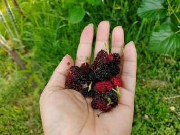 Midsection of person holding fruit on field