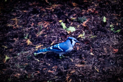 High angle view of birds on land