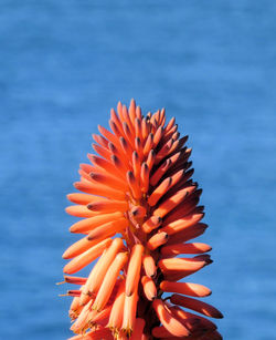 Close-up of orange flower against sea