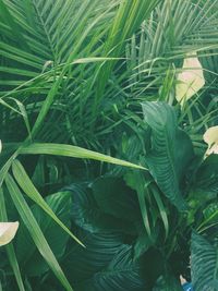 Full frame shot of fresh green plant