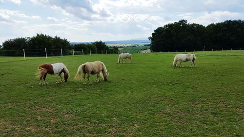 Horses grazing on field against sky