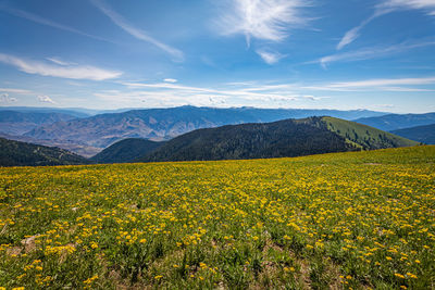 Yellow flowering plants on field against sky