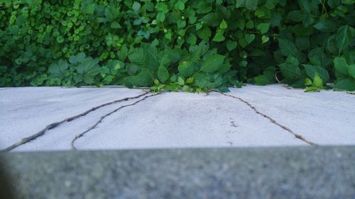 Close-up of ivy