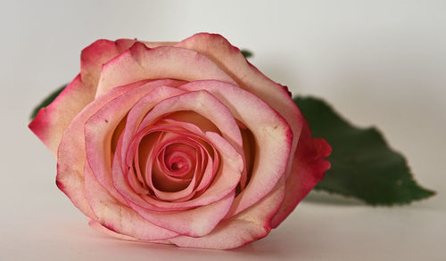 Close-up of pink rose against white background