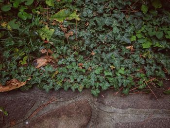 Close-up of ivy growing on plant