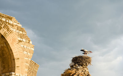 Low angle view of storks in nest against cloudy sky