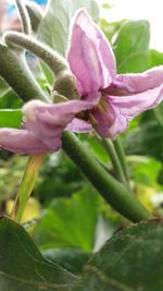 Close-up of flower against blurred background