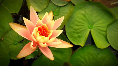 Close-up of lotus water lily in pond