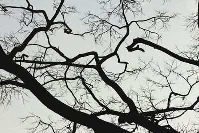 Low angle view of bare trees against sky