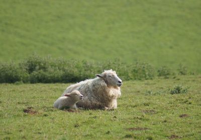 Sheep and lamb relaxing on grassy field