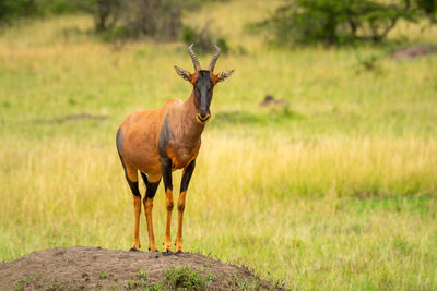 Topi stands on dirt mound watching camera