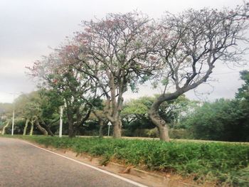 Scenic view of flowering trees by road against sky