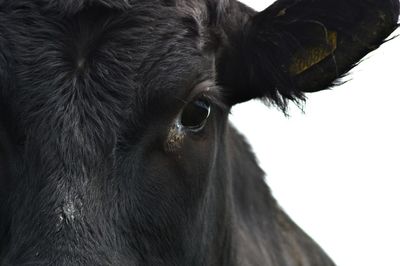 Cropped image of black cow against sky