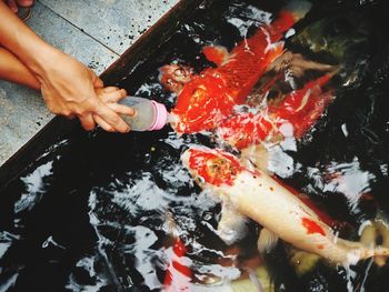 High angle view of fish swimming in pond