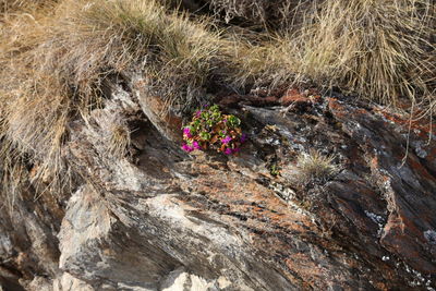 High angle view of flowering plant on rock