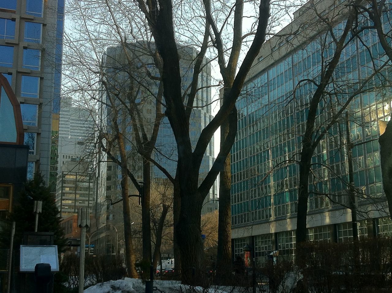 architecture, built structure, building exterior, bare tree, city, tree, building, residential building, city life, window, branch, residential structure, winter, glass - material, low angle view, day, car, street, modern, office building