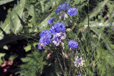 Close-up of purple flowering plants on field