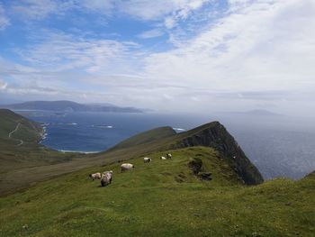 Scenic view of landscape against sky and ocean with grazing sheep 