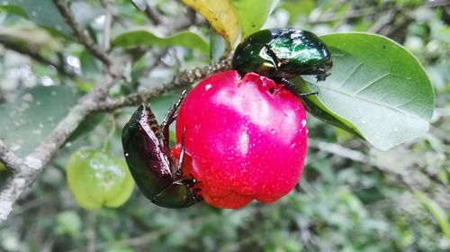 Close-up of red berries on tree