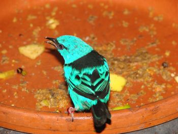 High angle view of bird perching on wood