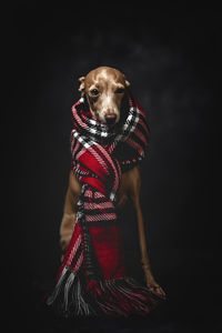Portrait of dog wearing scarf while sitting against gray background