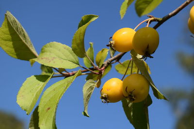 Close-up of oranges growing on tree against sky