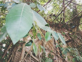Close-up of autumn leaves on tree
