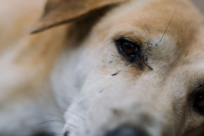 Close-up of dog looking away