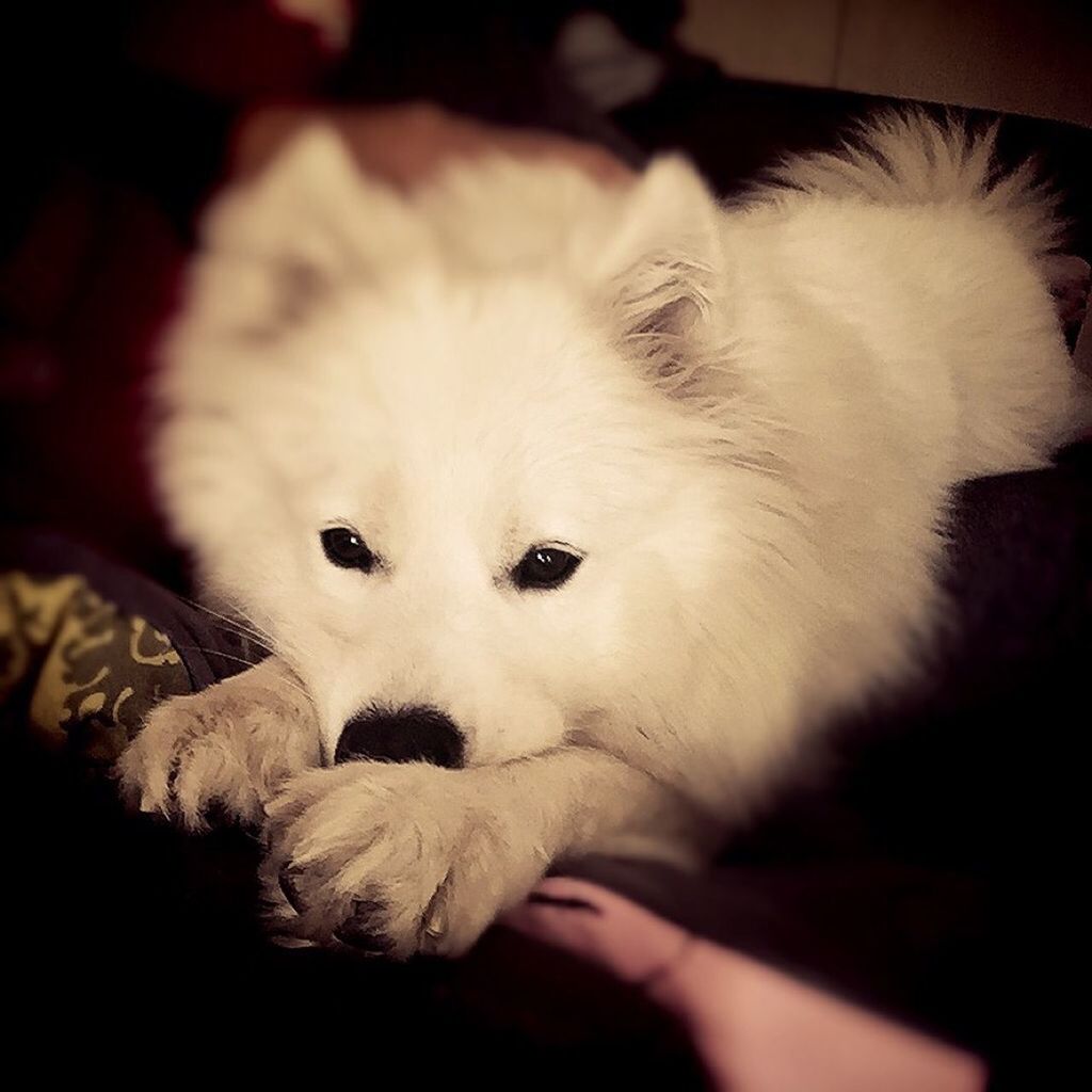 indoors, pets, animal themes, domestic animals, one animal, mammal, dog, relaxation, close-up, white color, home interior, cute, resting, lying down, animal head, focus on foreground, young animal, bed, domestic cat, portrait