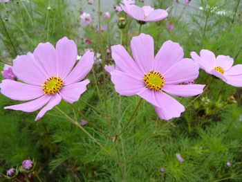 Close-up of pink cosmos flowers blooming outdoors