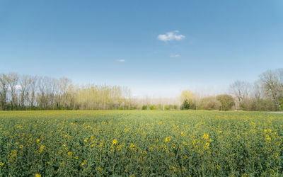 Scenic view of oilseed rape field against sky