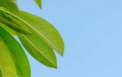 Low angle view of green leaves against clear blue sky