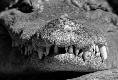 Close-up of crocodile in water