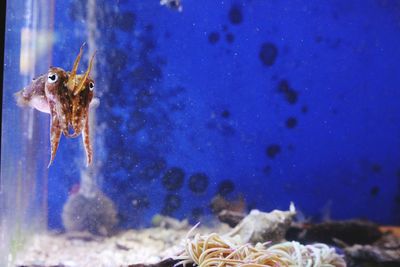 Close-up of jellyfish in water